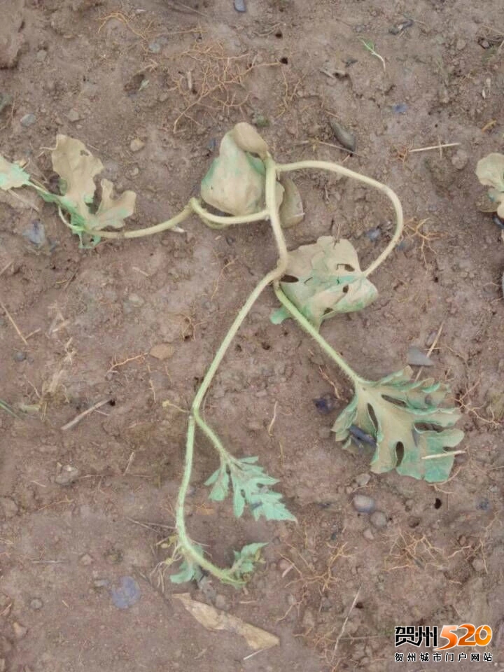 psb (12).jpg psb (12).jpg