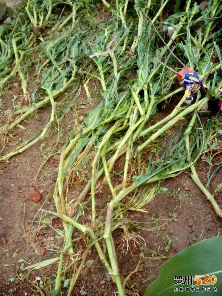 psb (14).jpg psb (14).jpg